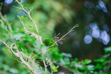 Poster - dragonfly