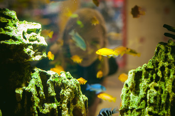 Young blonde woman looking through a window on the life of aquarium fish. aquarium cichlid exotic fish. a flock of beautiful fish swimming in an aquarium.