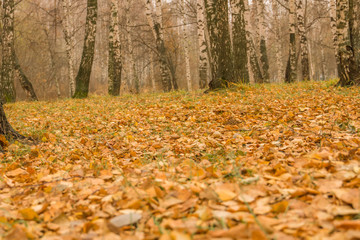 Wall Mural - Birch Trees in Autumn Park