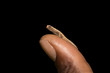 tiny chameleon Brookesia micra (Brookesia minima)