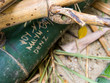 © Daria - Bamboo