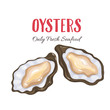 Oysters vector illustration in cartoon style.