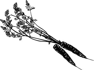 two black carrots sketch illustrarion