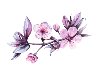 Branch with cherry flowers. Isolated on a white background. watercolor illustration.