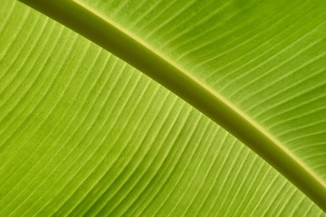 Texture background of backlight fresh green Leaf. banana leaf ba