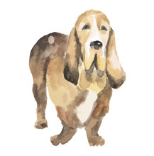 Isolated Watercolor Dog Standing On White Background. Basset Hound.