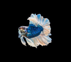 Canvas Print - closeup beautiful small siam betta fish with isolate background