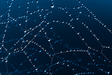 Wall Mural - spider web