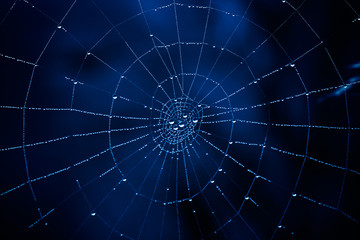 Wall Mural - spider web