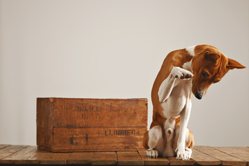 Brown and white basenji dog playing sitting next to an old wooden brown box isolated on white