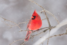 Northern Cardinal Perched On A Branch In Winter Snowfall In Canada