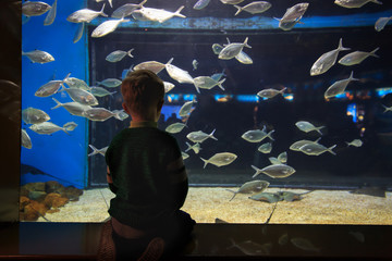 Wall Mural - little boy watching fishes in large aquarium