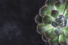 Close Up View Of Symmetry Succulent Plant On Black Desk 
