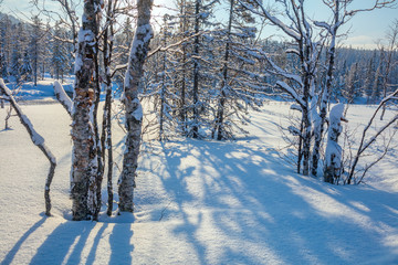 Wall Mural - winter landscape with snow, trees and shadows