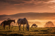 Pferde im Nebel beim grasen