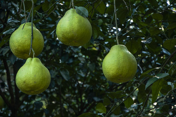 The pomelos fruit closeup
