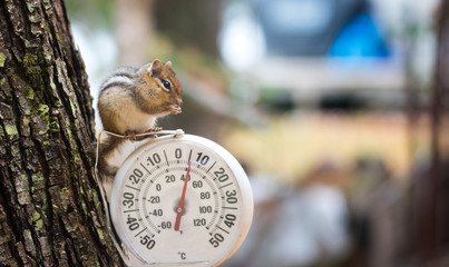 Chipmunk (Tamias), sits up, on top of an outdoor thermometer.
A curious chipmunk (tamias) sits up on top of dial indicator in cool shade.  Small squirrel paused on an outdoor thermometer. 
