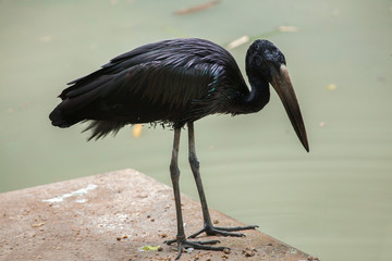 Poster - African openbill (Anastomus lamelligerus).