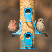 House Finch, Carpodacus Mexicanus, Couple At Feeder In Winter