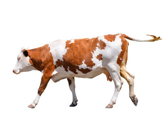 Wall Mural - Funny cute cow isolated on white. Jumping red cow. Funny spotted cow. Farm animals. Cow, standing full-length in front of white background. Pet red young cow on white.