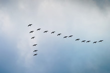 Cormorants Flying In A V Formation Against The Cloudy Sky. 