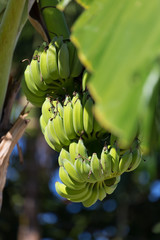 Wall Mural - Organic banana on a bunch on tree