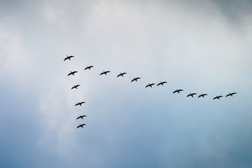 Cormorants flying in a V formation against the cloudy sky. 