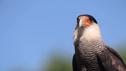 Wall Mural - Crested Caracara, polyborus plancus, Portrait of Adult looking around, Real Time