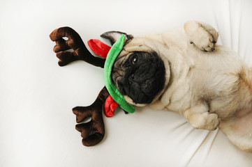 Cute pug dog in Christmas elk horns