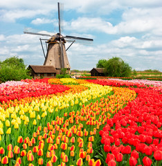 traditional dutch scenery with one typical windmill with tulips, netherlands