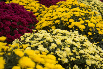 Chrysanthemum growing inside of greenhouse