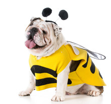 Dog Dressed Like A Bee