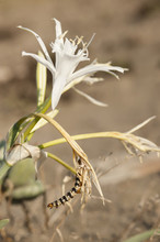 Brithys Crini Moth Caterpillar On Sea Daffodil