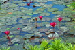 Nymphaea, pink waterlily,