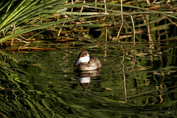 Sticker - Duck swimming at Los Angeles lake