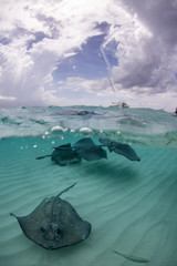 Wall Mural - Stingray city - Cayman Islands