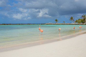 Wall Mural - Flamingos on the beach