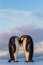 Emperor Penguin Couple Putting Heads Together