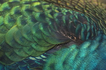  close-up peacock feathers