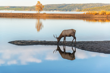 young elk reflected in lake