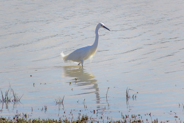 Wall Mural - Egret, white egretta garzetta, wading towards a pond's shore