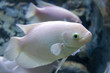Albino Fish