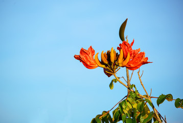 Sticker - Orange Flower