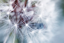 Delicate Background Of White Soft And Fluffy Seeds Of The Dandelion Flower