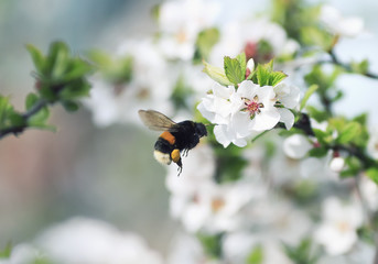 Wall Mural -  shaggy bumblebee flying toward a blossoming branch of Apple tree in spring garden