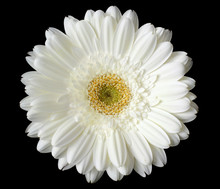 White Daisy Flower On Black Background