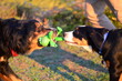 Hunde streiten um Spielzeugfrosch