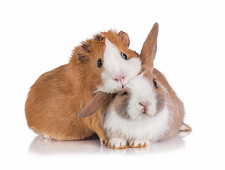 Wall Mural - Little dwarf rabbit with guinea pig isolated on white
