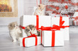 Drei niedliche Katzenbabys erkunden einen Stapel Geschenke in einem weihnachtlichen Wohnzimmer mit Tannenbaum und Kamin.
