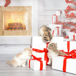 Drei niedliche Katzenbabys erkunden einen Stapel Geschenke in einem weihnachtlichen Wohnzimmer mit Tannenbaum und Kamin.